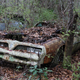 1978 Trans am rotting away in the swamp of the Gulf Coast.